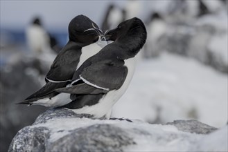 Razorbill (Alca torda), couple, greeting, in the snow, Hornoya, Hornoya, Varangerfjord, Finmark,