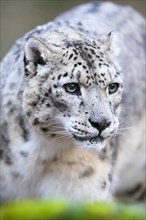 Portrait of a Snow leopard (Panthera uncia) in the forest, captive, habitat in Asia