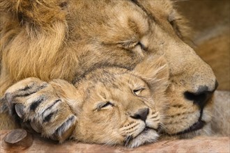 Sleeping Asiatic lion (Panthera leo persica) male cuddeling with a cute cub, captive, habitat in