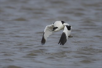 Pied avocet (Recurvirostra avosetta) adult bird flying over a lagoon, England, United Kingdom,