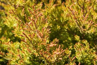 Close-up of orange and green Thuja occiidentalis 'Fire Chief', Eastern White Cedar tree foliage in