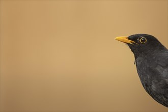 Eurasian blackbird (Turdus merula) adult male bird head portrait, England, United Kingdom, Europe