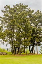 Copse of evergreen trees under cloudy sky in Suncheon, South Korea, Asia