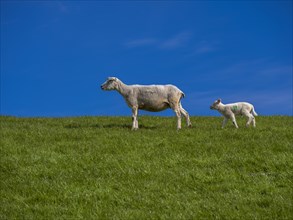 A sheep and a lamb on the dyke at the natural beach Hilgenriedersiel on the North Sea coast,
