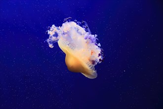Fried egg jellyfish (Cotylorhiza tuberculata), in water, captive, Mediterranean Sea