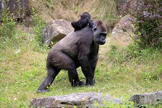 Western gorilla (Gorilla gorilla), adult, female, mother, young animal, baby, on back, social