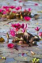 Nymphaea pubescens or hairy water lily or pink water lily, Backwaters, Kerala, India, Asia