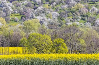 Flowering fruit trees in the orchards of the Swabian Alb, spring near Bissingen an der Teck,