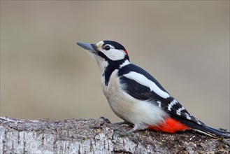 Great spotted woodpecker (Dendrocopos major) male sitting on the trunk of a fallen Birch, Animals,