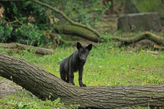 Algonquin wolf (Canis lupus lycaon), captive, young animal