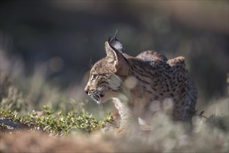 Iberian lynx young animal, Iberian lynx (Lynx pardinus), Extremadura, Castilla La Mancha, Spain,