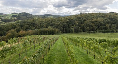 Vineyard, Styria