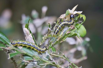 Box tree moth (Buxus sempervirens), spring, Germany, Europe