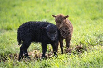 Two lambs in a meadow, one black and one brown. The brown lamb sniffs the black one. Ouessant sheep