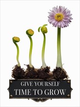 Flower growth stages with motivational message on a plain background, AI generated
