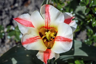 Tulip (Tulipa), Allgaeu, Swabia, Bavaria, Germany, Europe