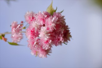 Japanese cherry (Prunus serrulata), twig with pink flowers against a blue sky, Wilnsdorf, North
