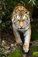 Siberian tiger or Amur tiger (Panthera tigris altaica) sneaking through the forest, captive,