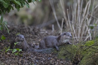 European otter (Lutra lutra) two adult animals on a river bank, Suffolk, England, United Kingdom,