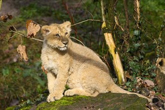 Asiatic lion (Panthera leo persica) cub sitting in a forest, captive, habitat in India