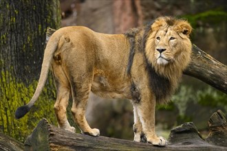 Asiatic lion (Panthera leo persica) male standing on a tree trunk, captive, habitat in India