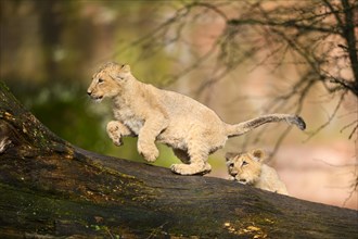 Asiatic lion (Panthera leo persica) cub running on a tree trunk, captive, habitat in India