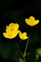 Marsh marigold (Caltha palustris), yellow flowers against a black background, low key image.