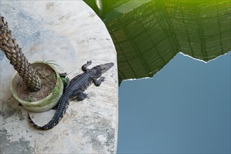Top view of crocodile near water. Phuket, Thailand, Asia