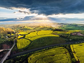 Sunset of Rapeseed fields and Farms from a drone, Torquay, Devon, England, United Kingdom, Europe