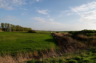 Landscape near Pogum, municipality of Jemgum, Leer district, Rheiderland, East Frisia, Lower