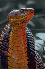 Rearing King cobra, Asia, AI generated