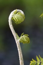 Regal bracken fern, spring, Germany, Europe