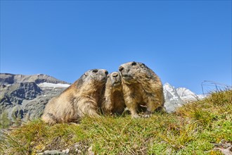 Alpine marmots (Marmota marmota) on a meadow with mountains and blue sky in the background in