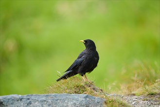 Yellow-billed chough (Pyrrhocorax graculus) sitting on a rock in the mountains at Hochalpenstrasse,