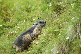 Alpine marmot (Marmota marmota) youngster on a meadow in summer, Grossglockner, High Tauern