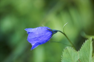 Earleaf bellflower (Campanula cochleariifolia) blooming in the mountains at Hochalpenstrasse,