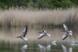 Greylag geese (Anser anser) Greylag geese flying over a pond, Thuringia, Germany, Europe