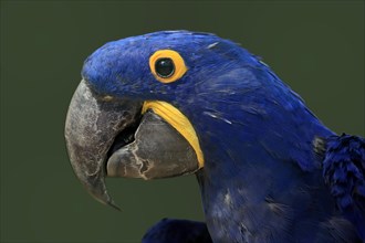 Hyacinth Macaw, (Anodorhynchus hyacinthinus), adult, portrait, captive, South America