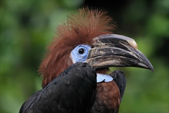 Black-casqued hornbill (Ceratogymna atrata), adult, female, portrait, captive, South America