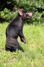 Tasmanian devil (Sarcophilus harrisii), adult, alert, upright, captive, Tasmania, Australia,