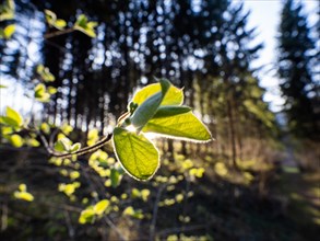 Spring, leaves on a branch in the forest, backlit photograph, Leoben, Styria, Austria, Europe