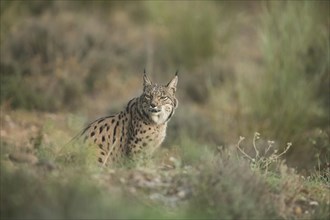 Pardell Lynx female, Iberian Lynx (Lynx pardinus), Extremadura, Castilla La Mancha, Spain, Europe