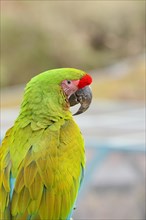 Great green macaw (Ara ambigua), animal portrait, captive, occurrence in South America, Hesse,