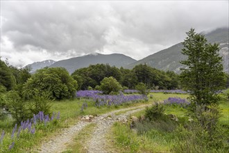 Lupin blossoms (Lupinus polyphyllus), Rio Murta, Carretera Austral, Rio Ibanez, Aysen, Chile, South