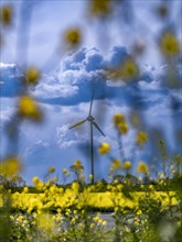 Wind turbines in the Norden wind farm behind a rape field on the North Sea coast, Norden, East