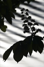 Chestnut blossom, spring, Germany, Europe