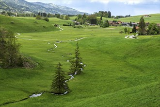 View of small stream and meadows, near Am Goldbach, Obermaiselstein, Oberallgaeu, Allgaeu, Bavaria,