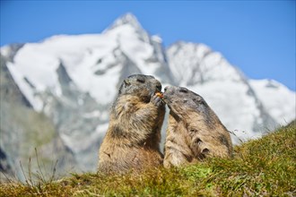 Alpine marmots (Marmota marmota) on a meadow with mountains and blue sky in the background in