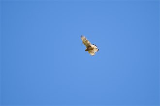 Common kestrel (Falco tinnunculus) flying in sky in the mountains at Hochalpenstrasse, Pinzgau,