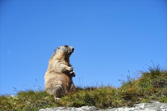 Alpine marmot (Marmota marmota) on a meadow with blue sky in the background in summer,